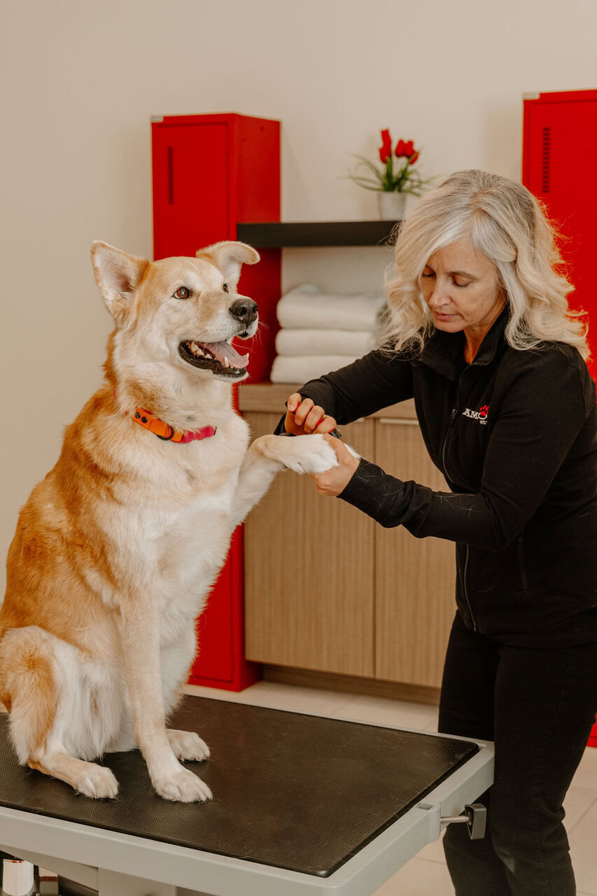 toilettage de chien : coupe dongles tout en douceur