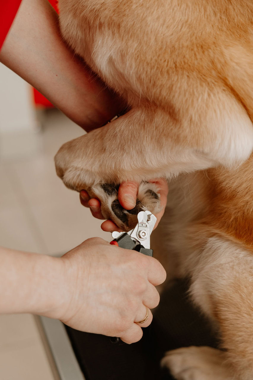 coupe des griffes dun chien doré