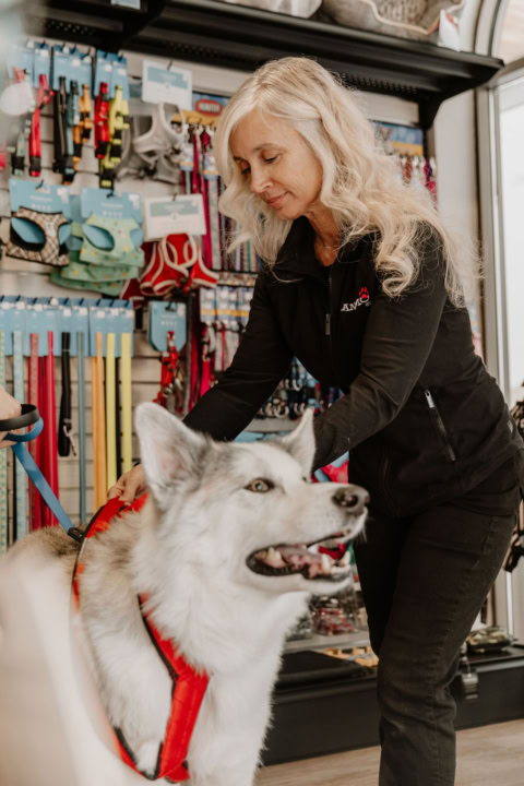 femme ajuste un harnais rouge À un husky en boutique