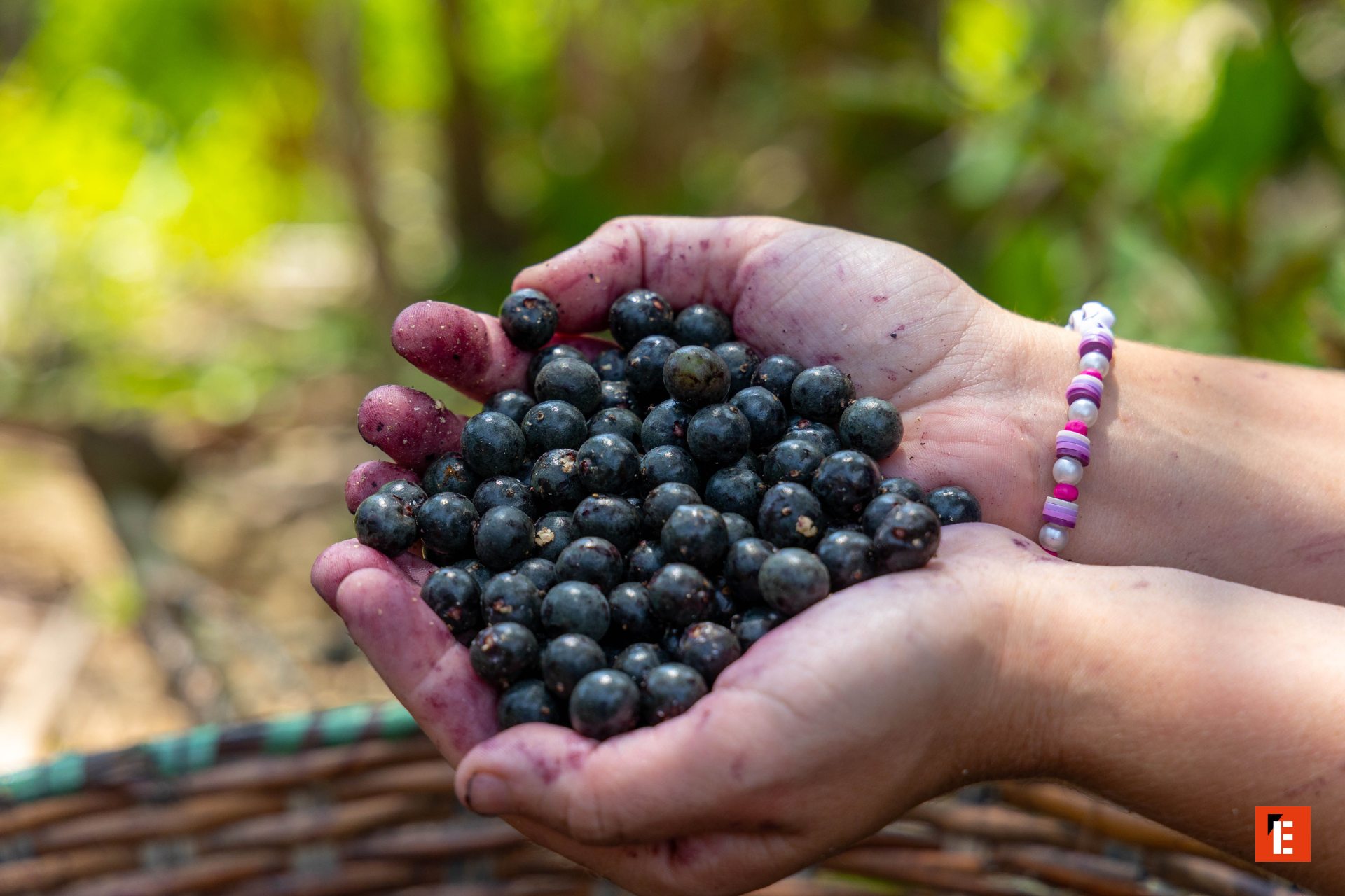 franquicia alamalibre açai house 1