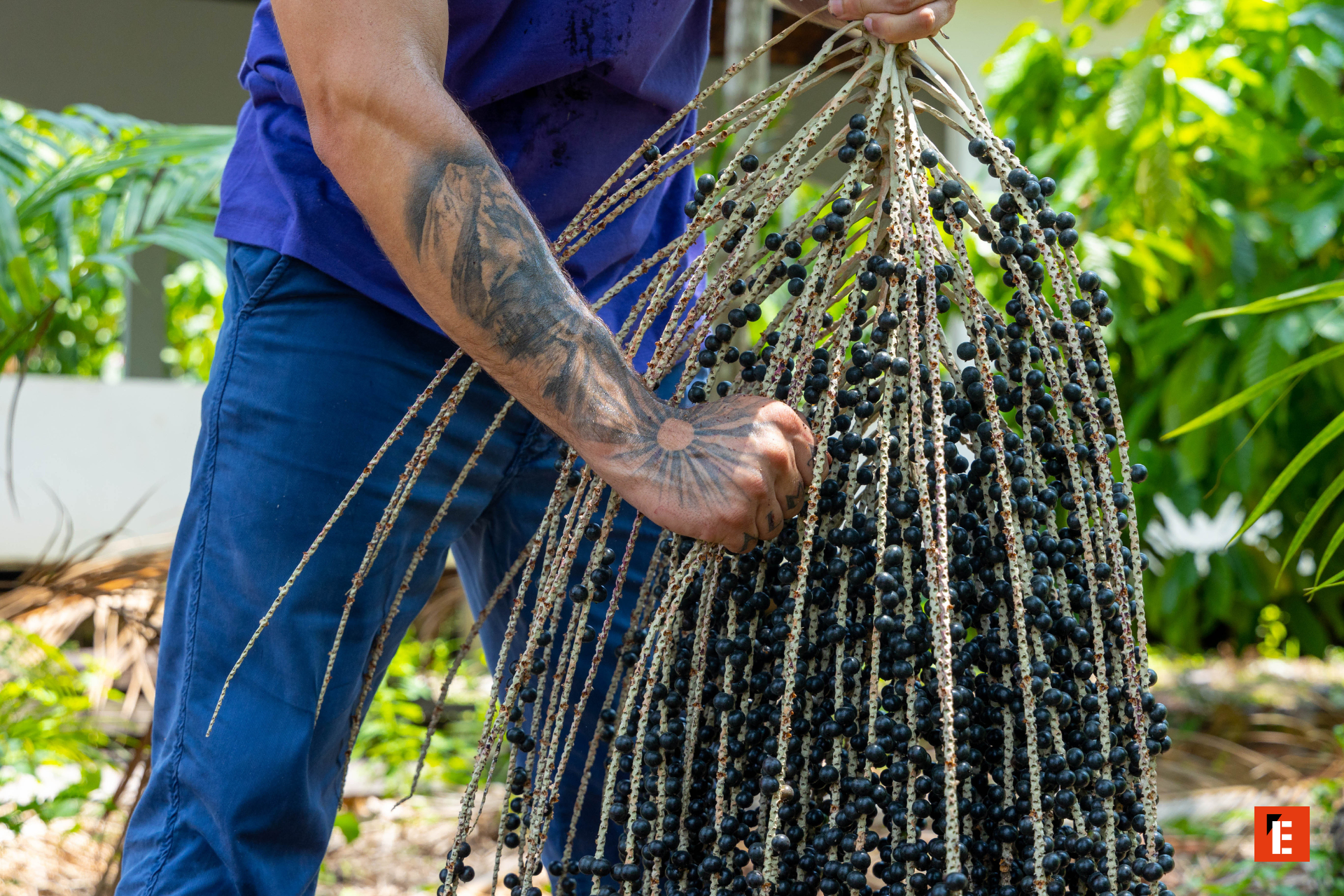 franquicia alamalibre açai house 3