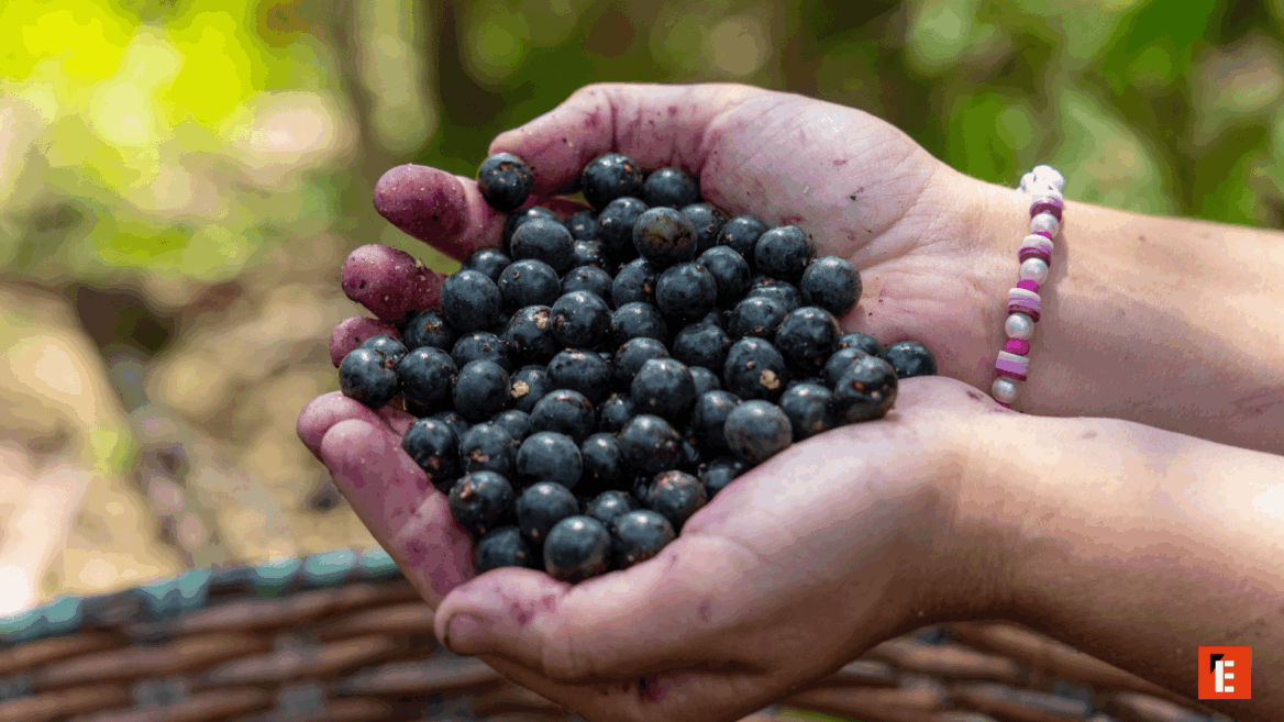 manos cogiendo açaí