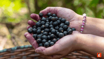 manos cogiendo açaí