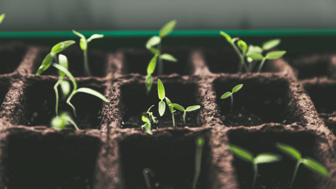 germinating seedlings in a peat pot tray