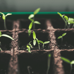 germinating seedlings in a peat pot tray