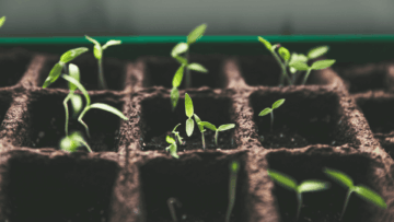 germinating seedlings in a peat pot tray