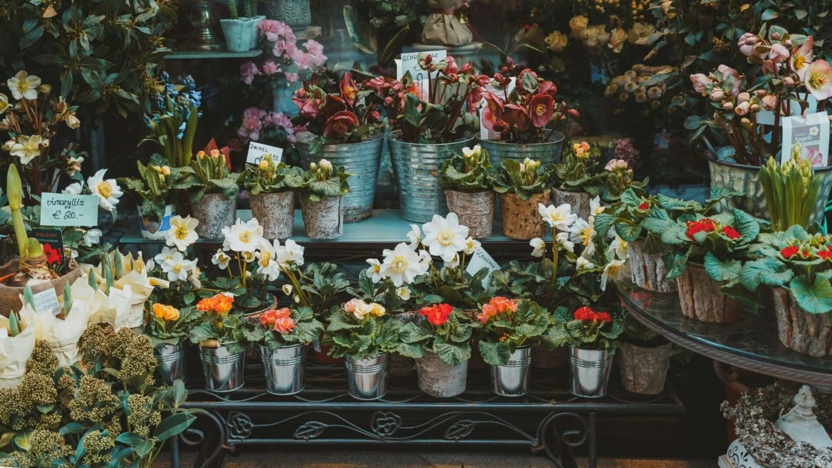 vetrina rustica: primule, amaryllis e piante