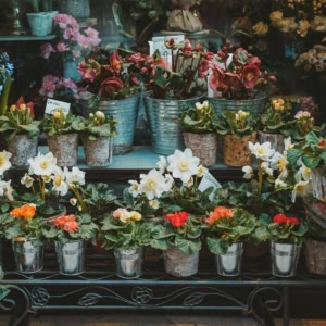 vetrina rustica: primule, amaryllis e piante