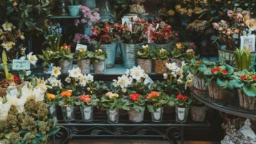 vetrina rustica: primule, amaryllis e piante