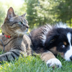 chat tigré et chiot tricolore sur la pelouse