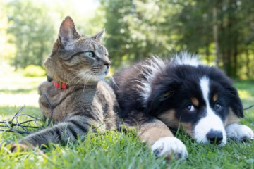 chat tigré et chiot tricolore sur la pelouse