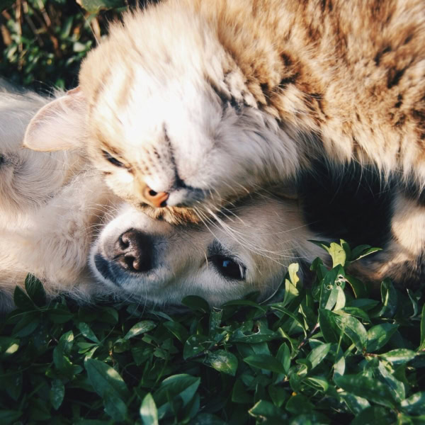 chien et chat enlacés dans la verdure