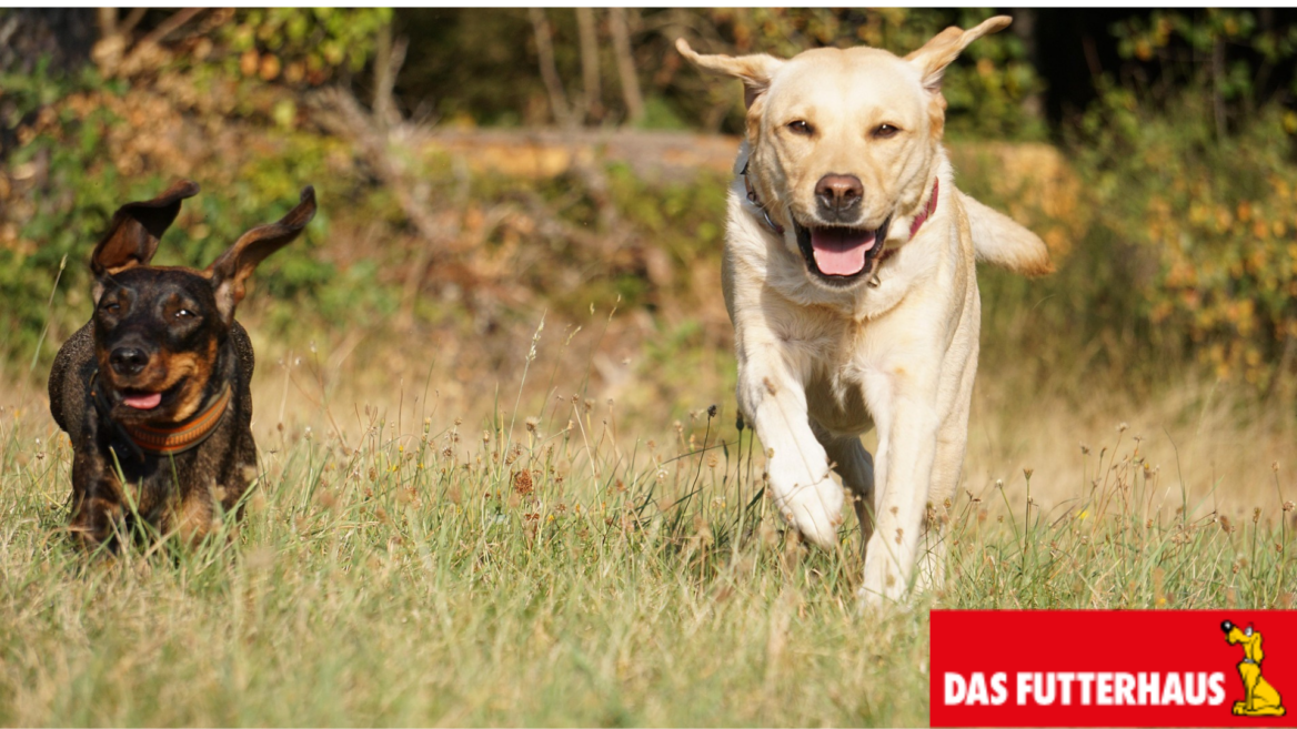 zwei hunde rennen freudig Über sonnige wiese