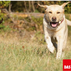 zwei hunde rennen freudig Über sonnige wiese