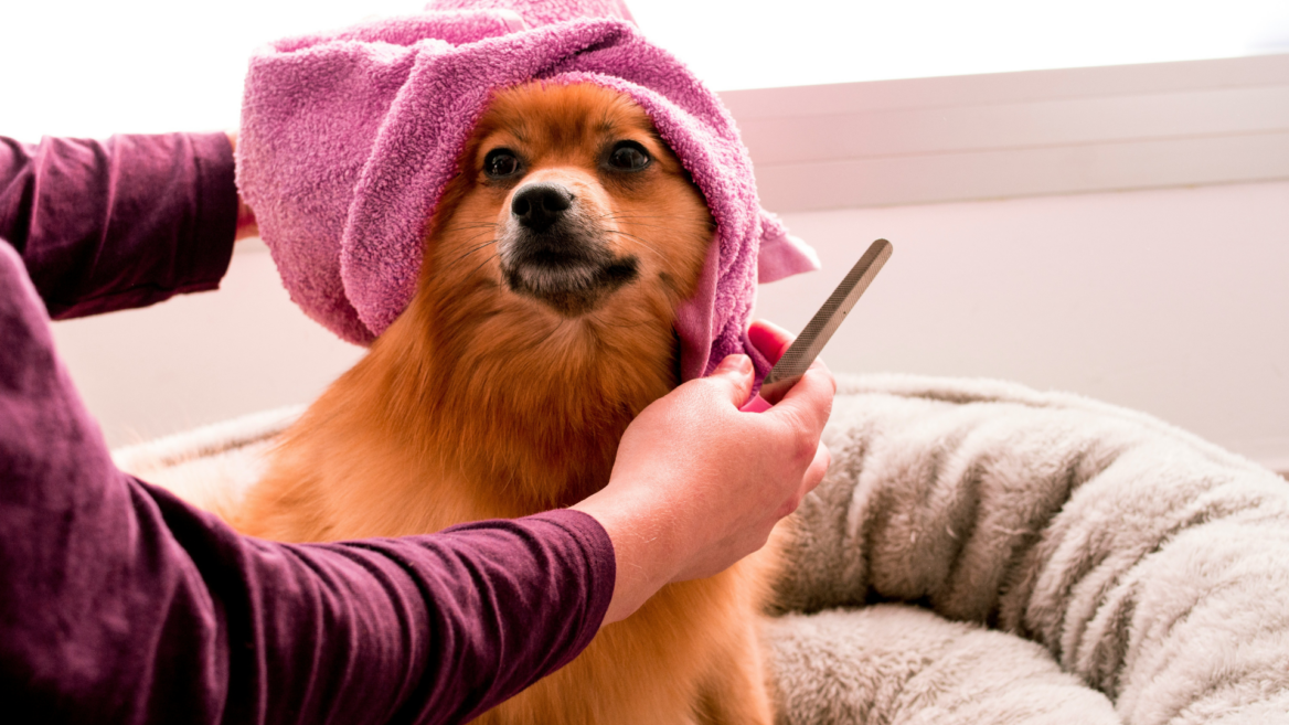 small fluffy dog groomed in lavender towel