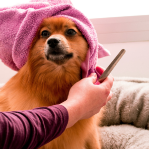 small fluffy dog groomed in lavender towel