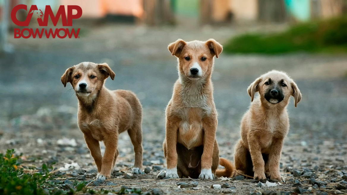 camp bow wow: three playful puppies outdoors