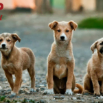 camp bow wow: three playful puppies outdoors