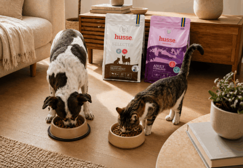 chien et chat mangeant des croquettes husse dans le salon