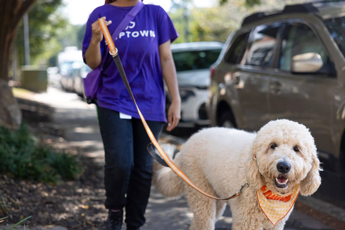 happy cream dog wearing orange bandana on a walk