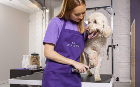 gentle nail grinding for labradoodle at salon