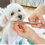 white poodle grooming close up with scissors