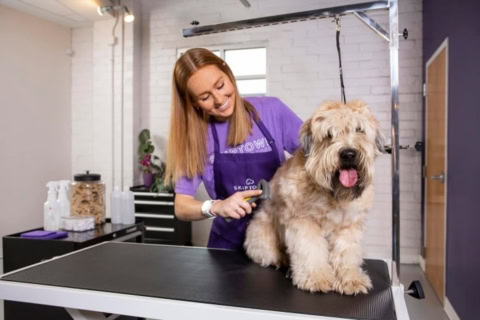 professional dog groomer brushing large tan dog