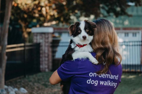 dog walker carrying tricolor dog on shoulder