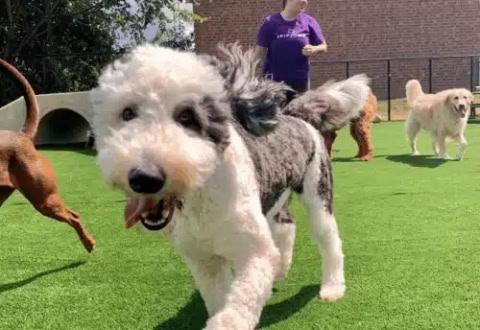 fluffy white and gray dog playing at dog park