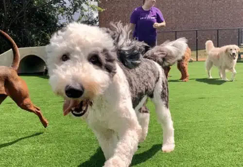 fluffy white and gray dog playing at dog park