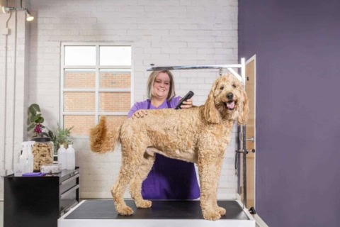 professional goldendoodle grooming in modern salon