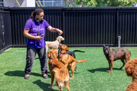 dog trainer engaging multiple dogs outdoors