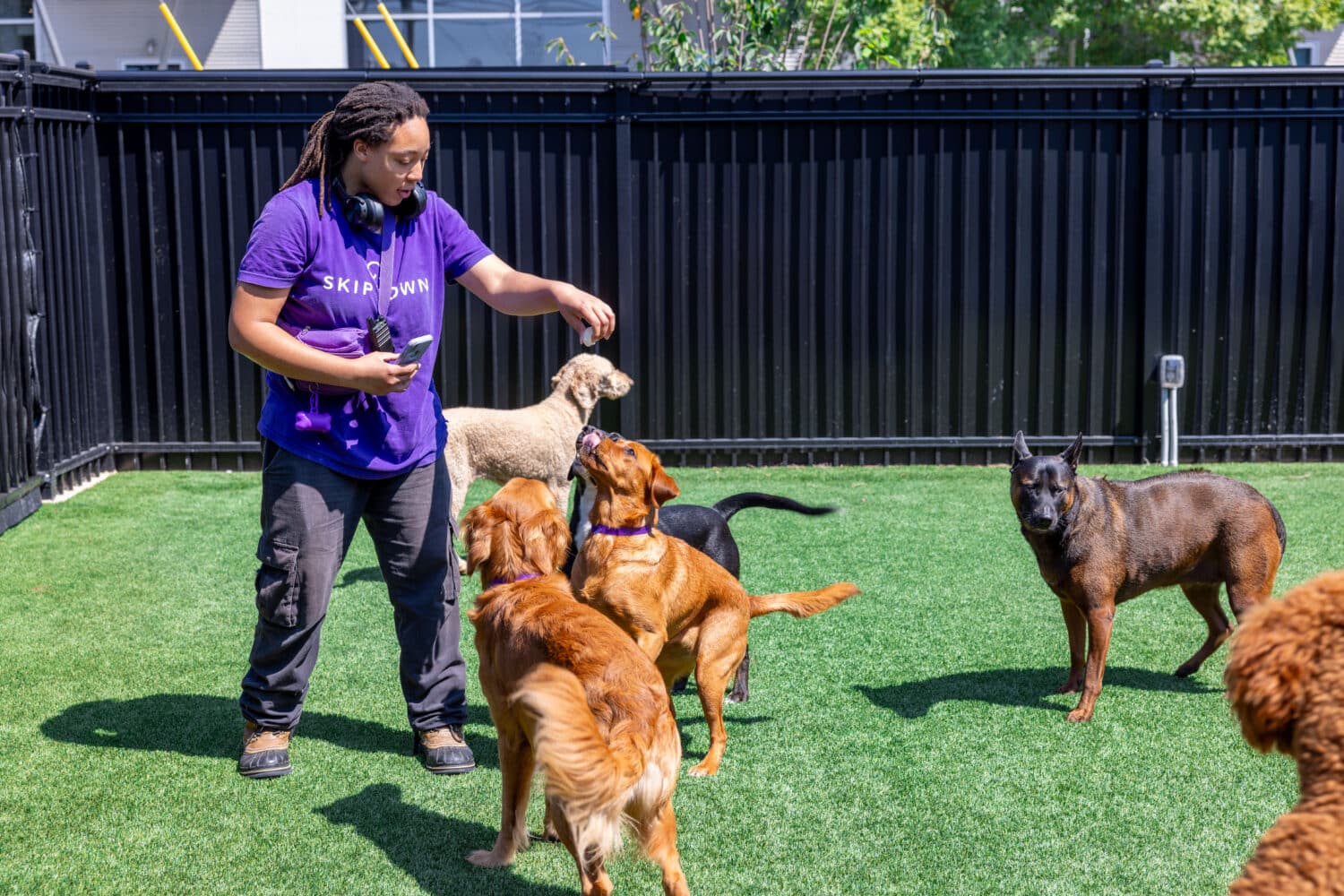 dog trainer engaging multiple dogs outdoors