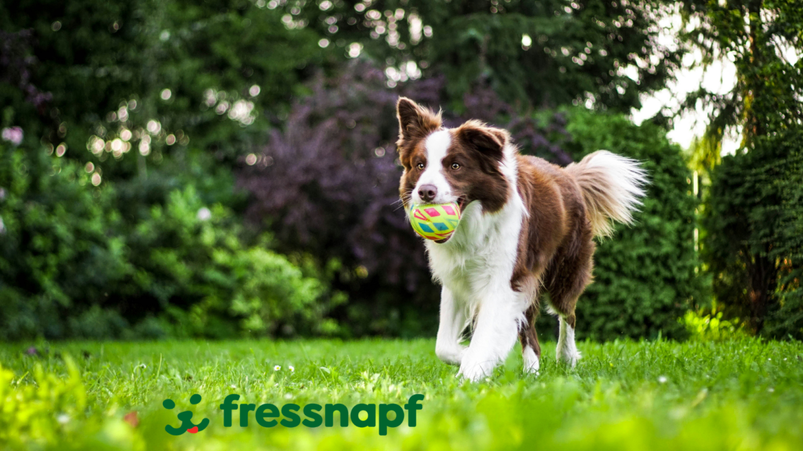 fröhlicher hund mit buntem ball im garten