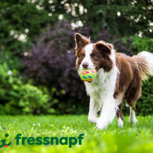 fröhlicher hund mit buntem ball im garten