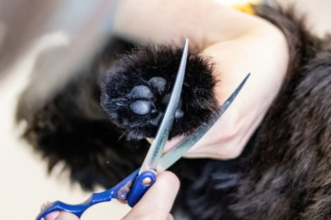 gentle black cat paw grooming close up