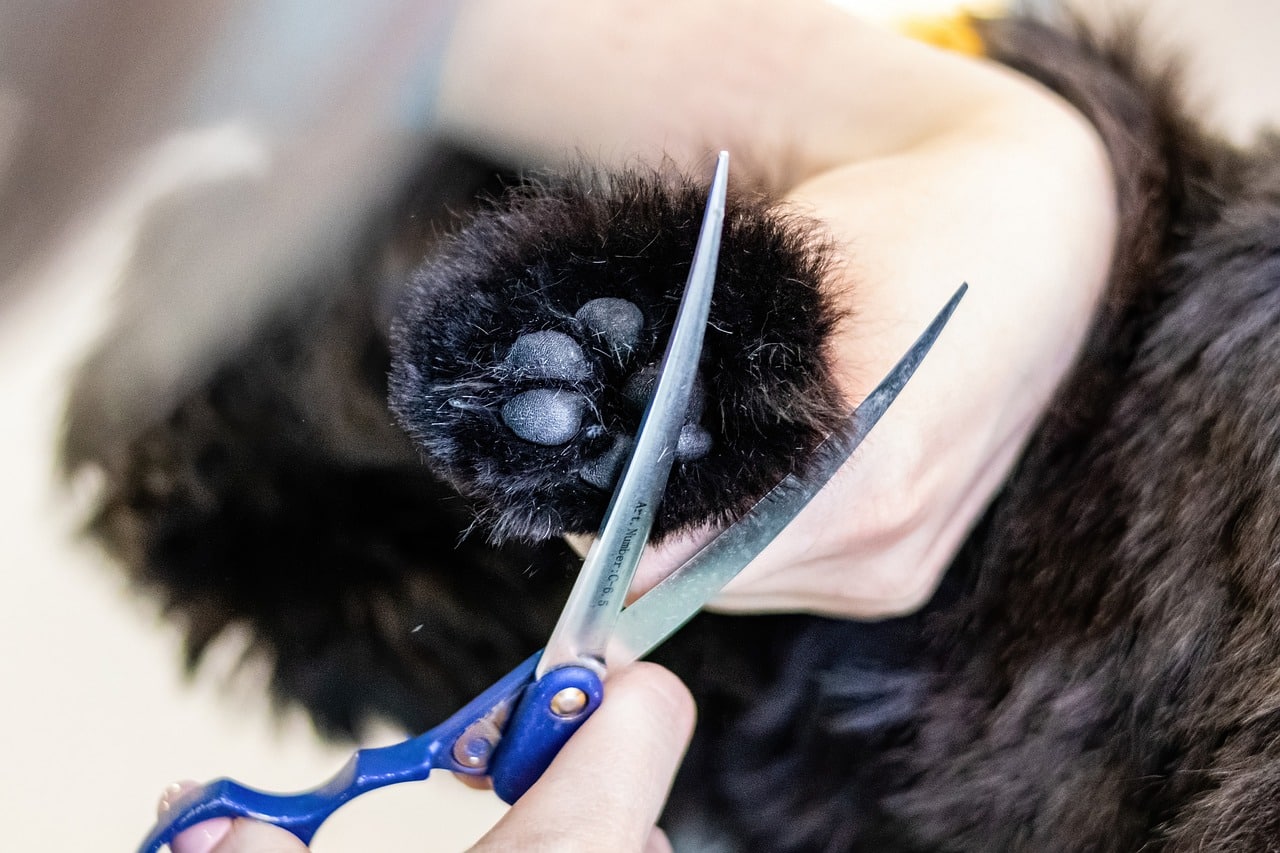 gentle black cat paw grooming close up