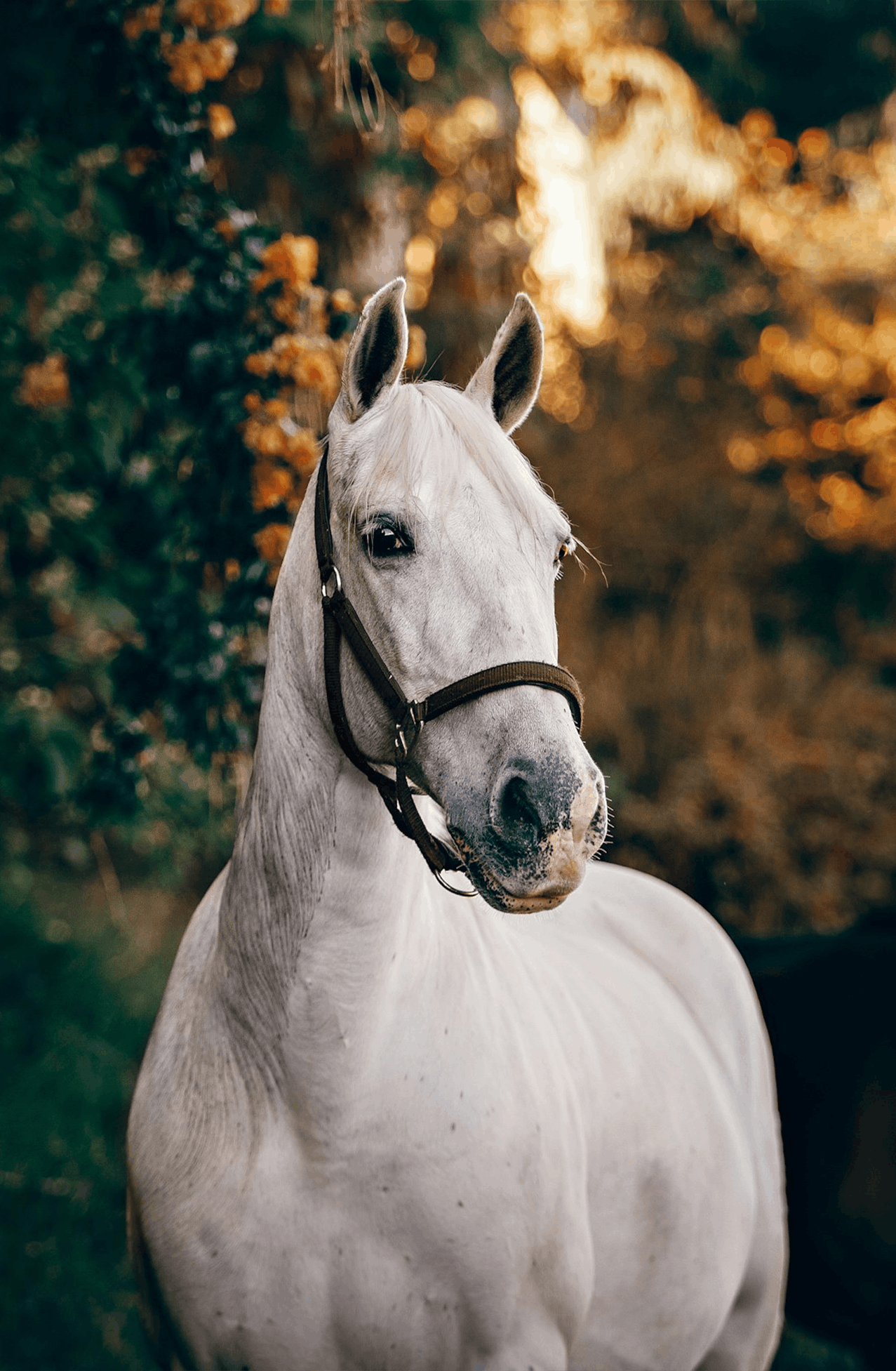 portrait intime de cheval blanc au coucher du soleil