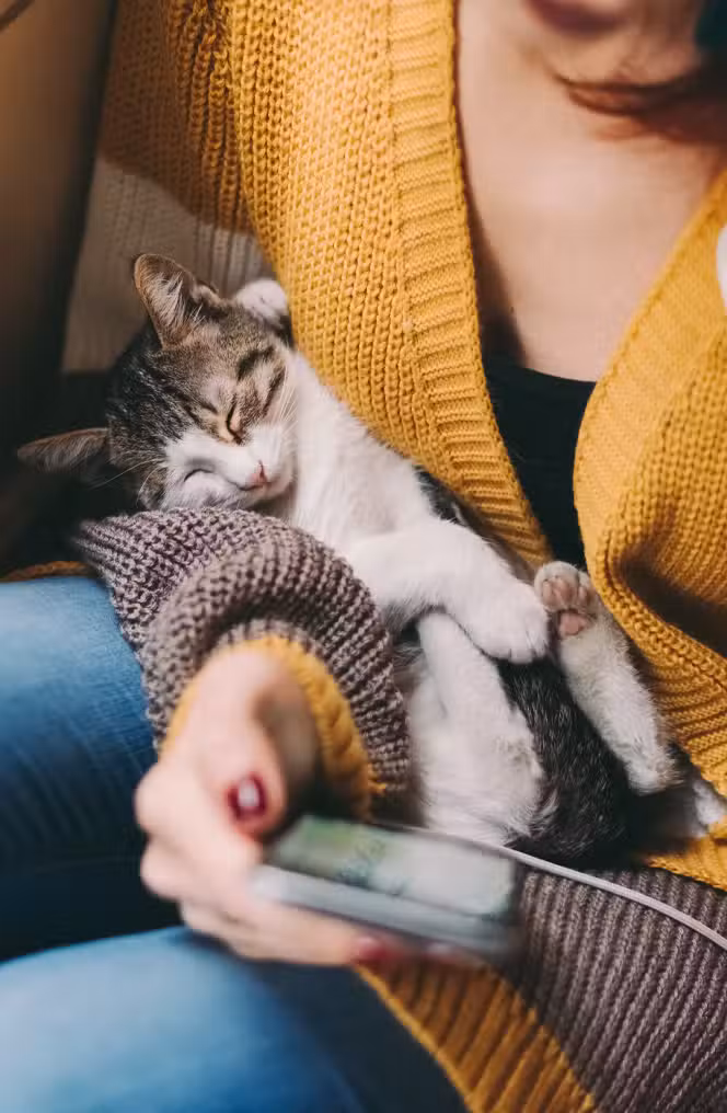 aliments naturels de qualité pour chats husse