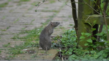 rat de jardin sur pavé mousseux