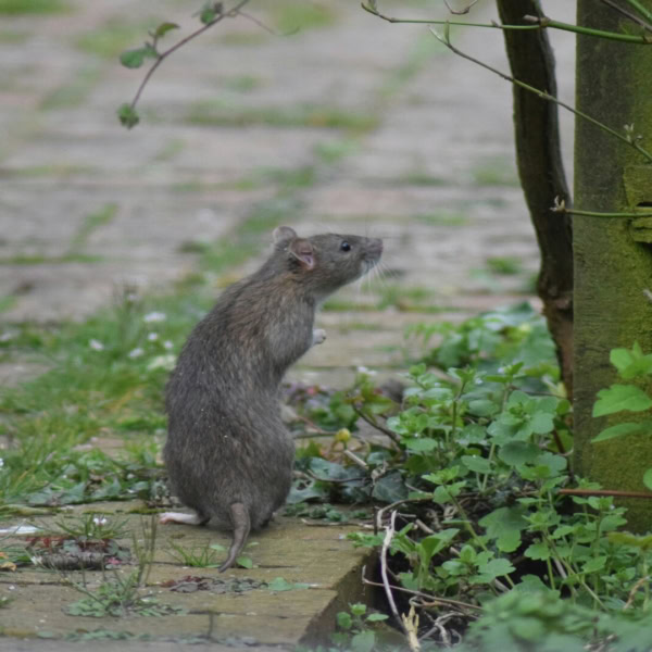 rat de jardin sur pavé mousseux