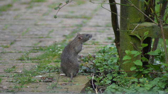 rat de jardin sur pavé mousseux