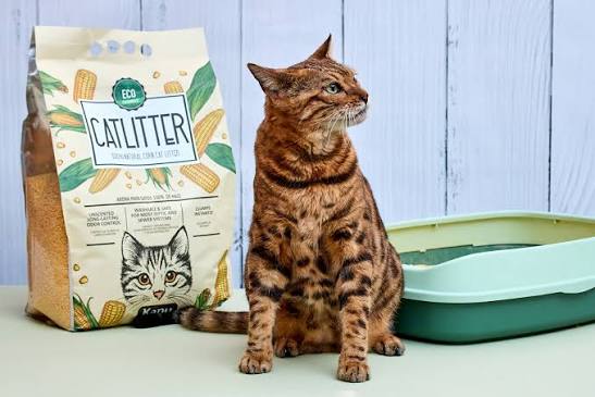 brown tabby cat with eco litter and mint tray