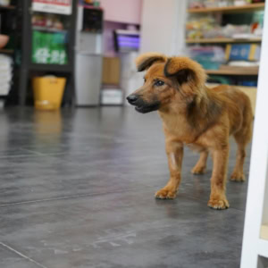 petit chien brun dans un magasin carrelé