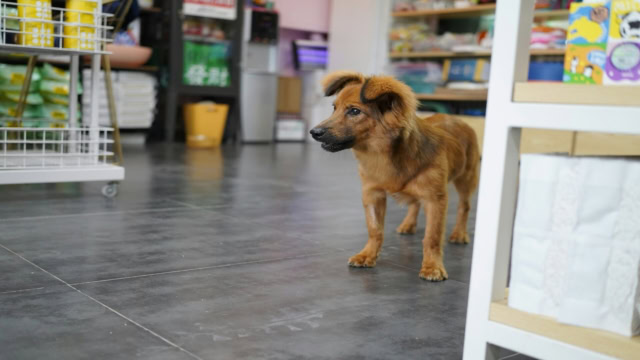 petit chien brun dans un magasin carrelé