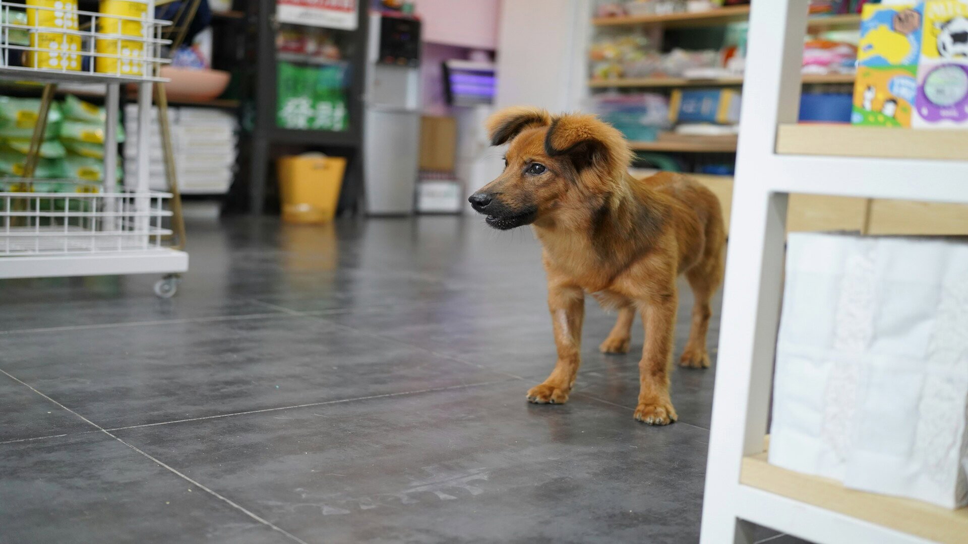 petit chien brun dans un magasin carrelé