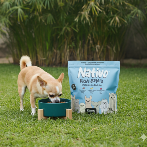 chihuahua enjoying nativo food from teal bowl