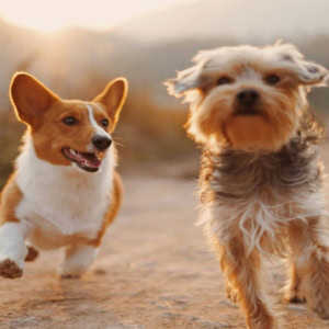 corgi et terrier en course au coucher de soleil