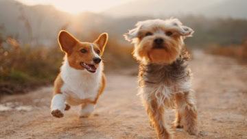 corgi et terrier en course au coucher de soleil