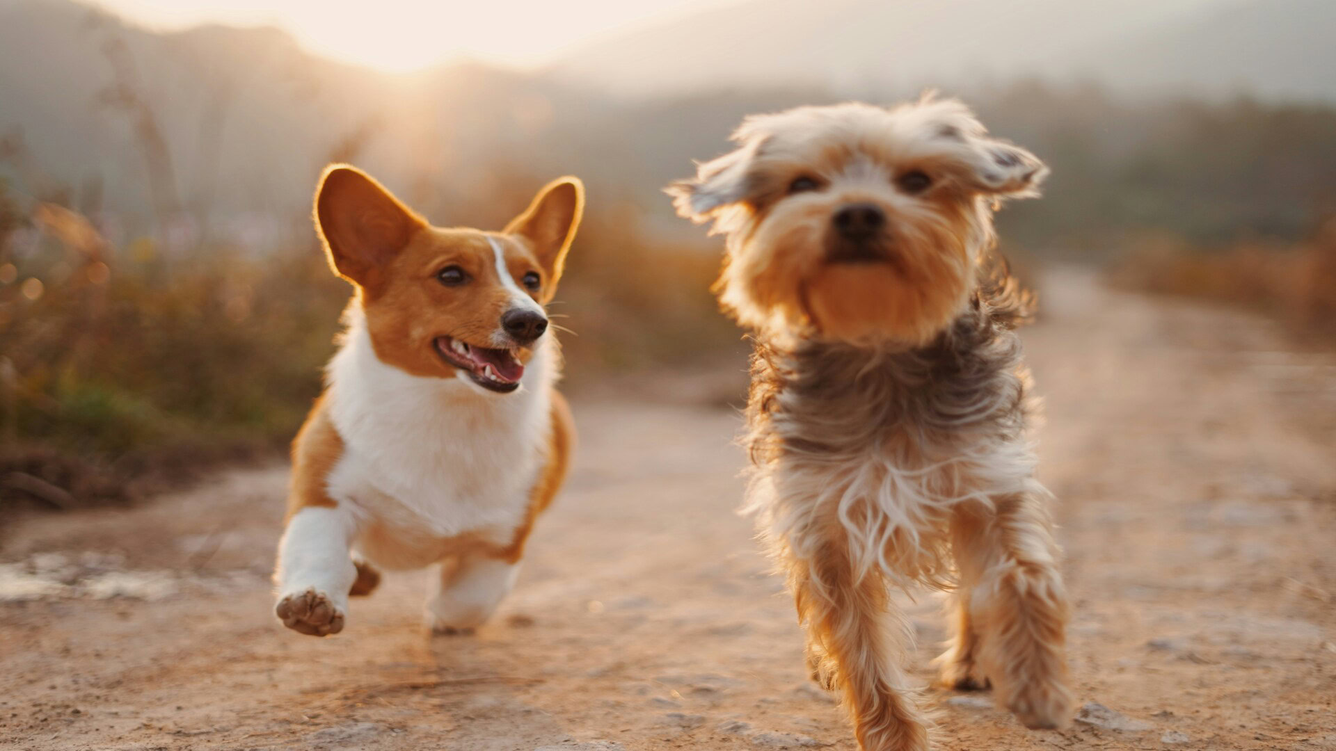 corgi et terrier en course au coucher de soleil